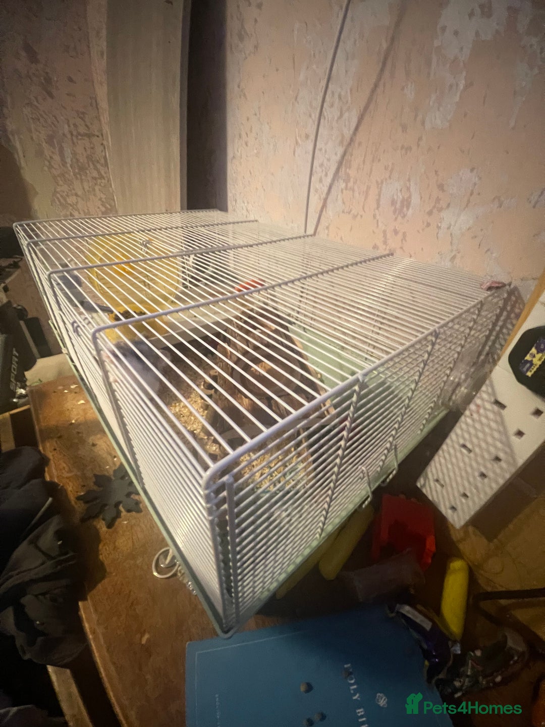 Hamster rodents for sale: Russian dwarf hamster - Image 3
