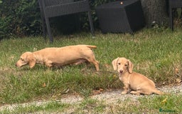 Miniature Dachshund dogs for sale: Miniature smooth haired cream dachshund. PRA/KC  - Image 7