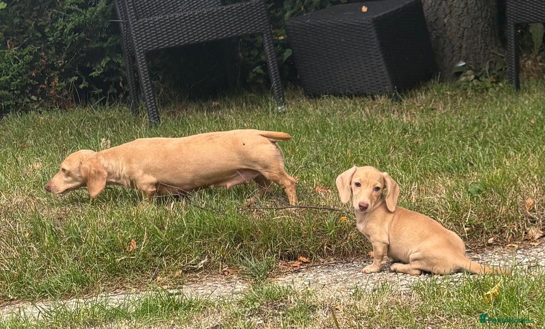Miniature Dachshund dogs for sale: Miniature smooth haired cream dachshund. PRA/KC  - Image 7
