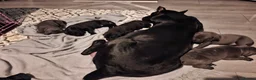 Cane Corso dogs for sale: Cane corso pups - Advert 9