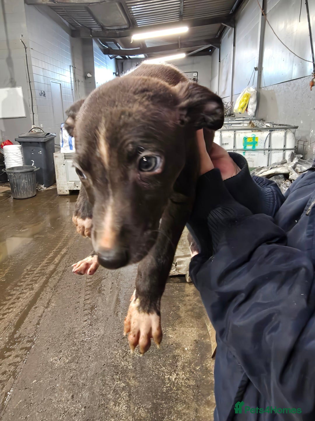 Mixed Breed dogs for sale: Saluki bullgreyhound x bedlington whippet - Advert 4