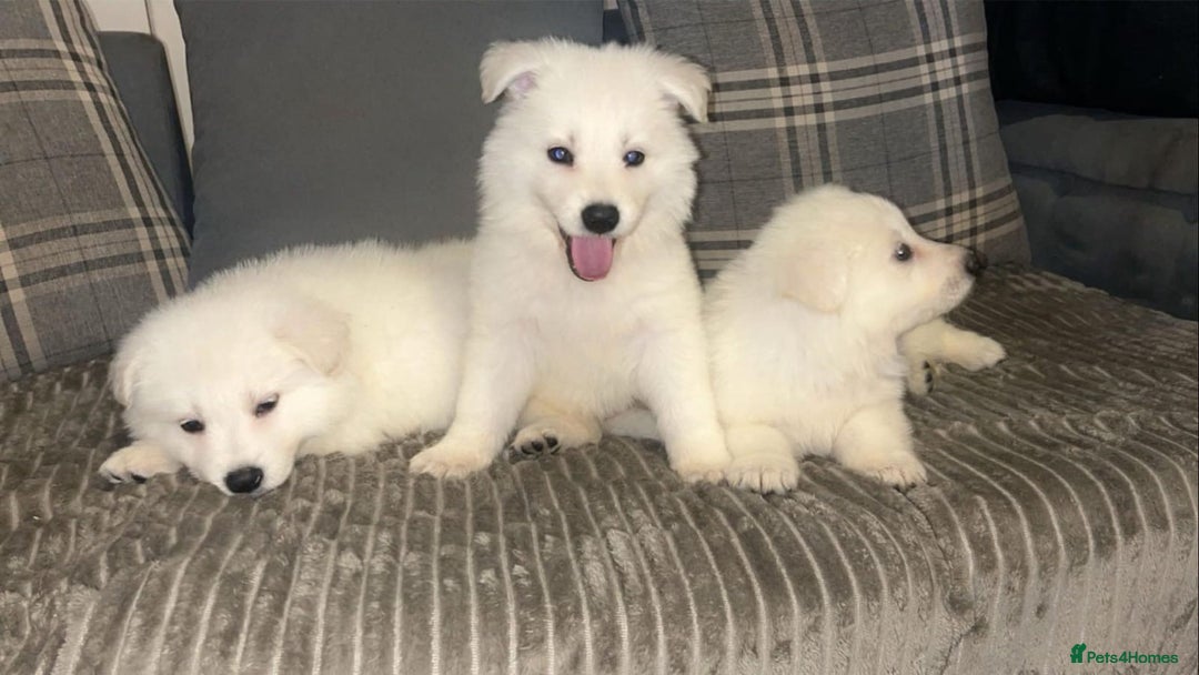 White Swiss Shepherd dogs for stud: Stunning KC WSS for stud  in Arundel - Image 9