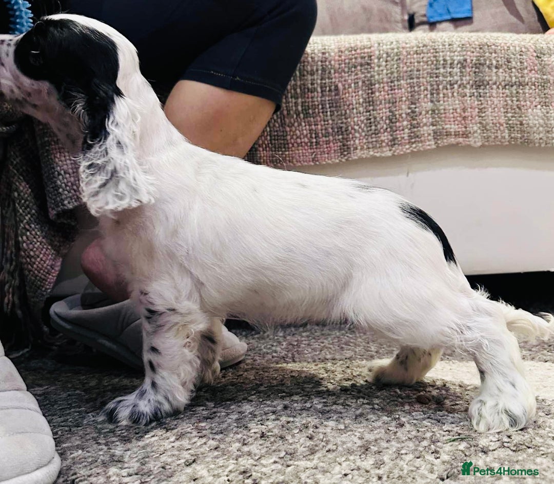 Cocker Spaniel dogs for sale: Beautiful English Cocker Spaniel Girl  - Advert 2