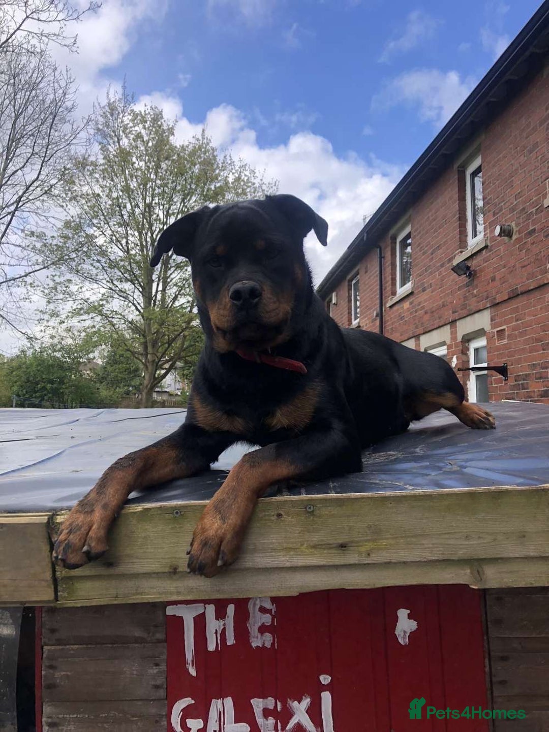 Rottweiler dogs for sale: 5 chunky pure pedigree Rottweiler pups - Image 27