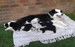 Border Collie dogs for sale: Border Collie pups - Image 1