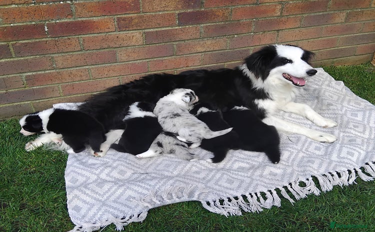 Border Collie dogs - Advert 2