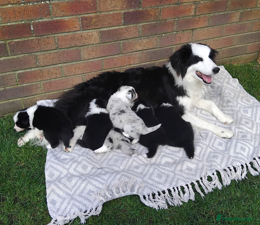 Border Collie dogs for sale: Border Collie pups - Image 1