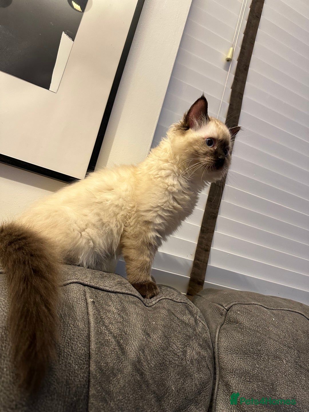 Ragdoll cats for sale: Very Fluffy Female Ragdoll Kitten - Advert 3