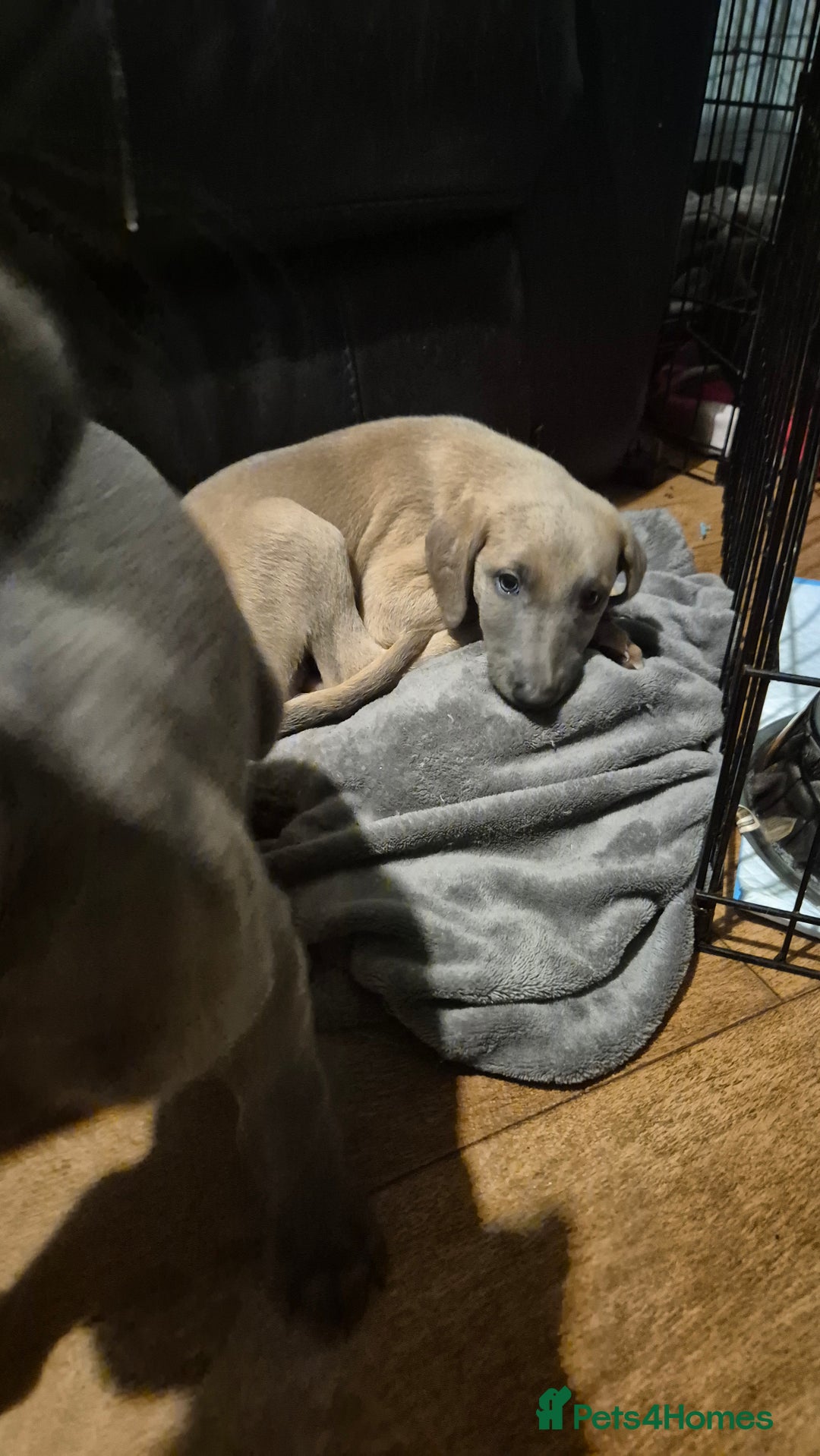 Mixed Breed dogs for sale: Greyhound lurcher cross - Advert 9