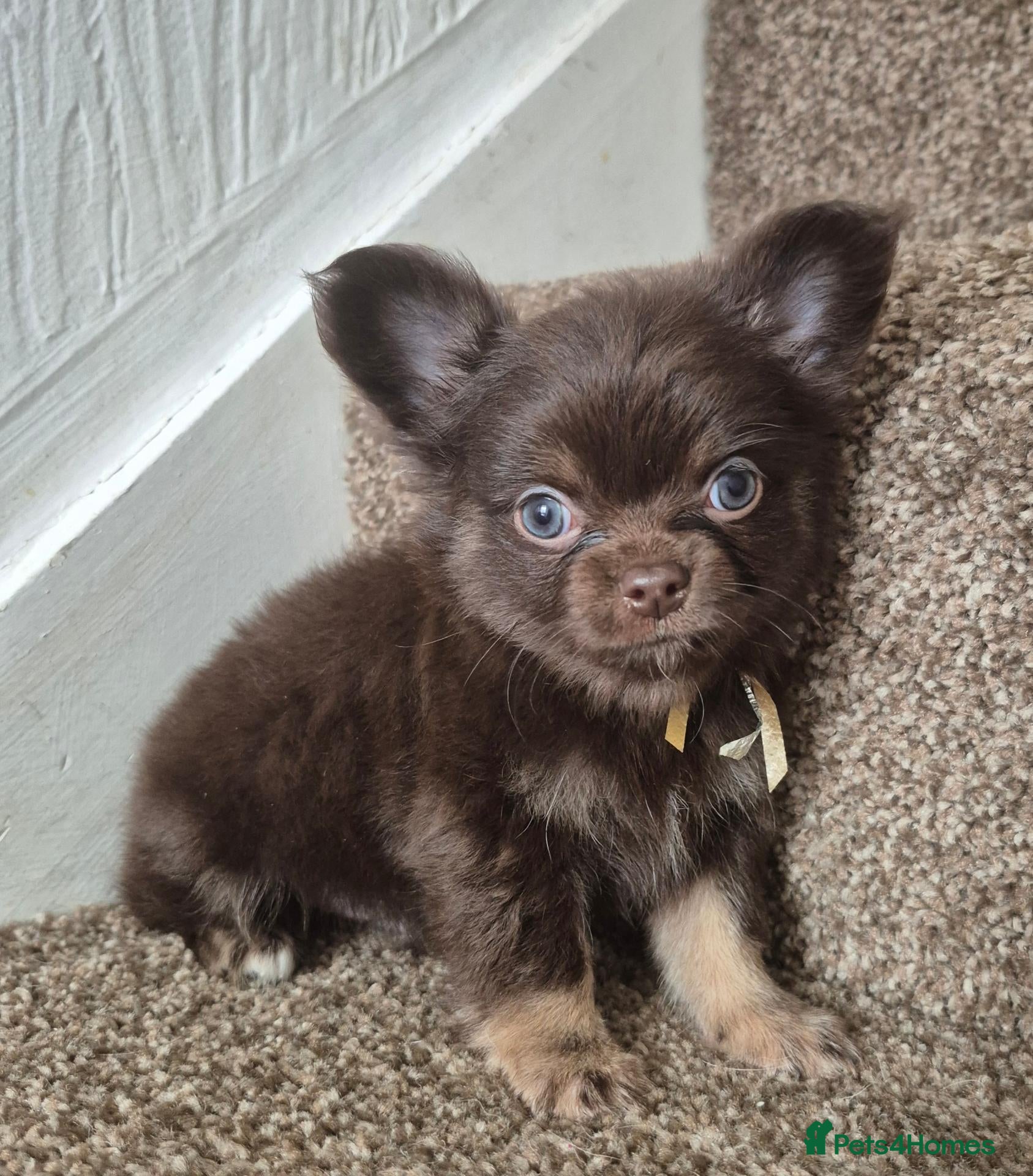 Chihuahua dogs Long coat KC puppies  - Advert 7