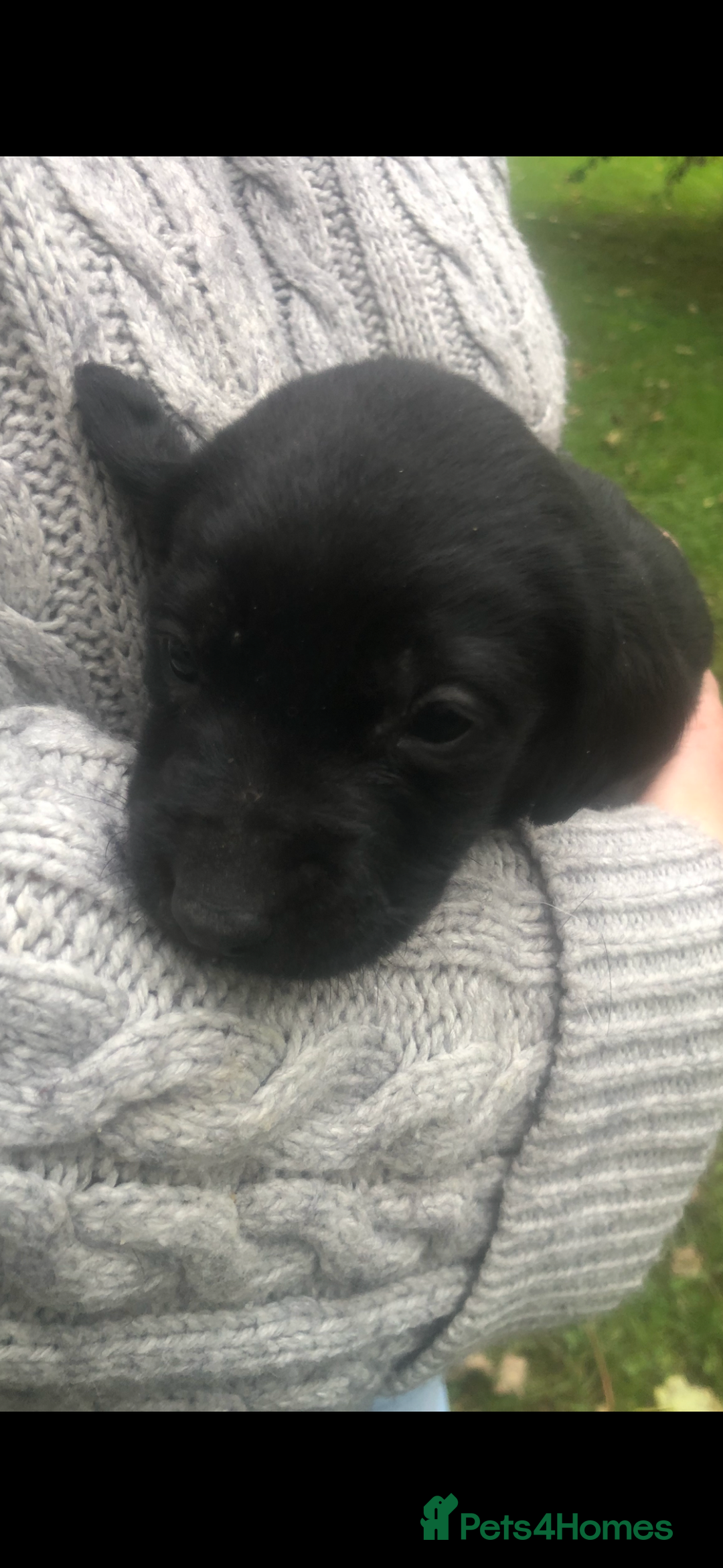Labrador Retriever dogs for sale: Labrador puppies for sale - Image 8
