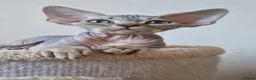 Devon Rex cats for sale: ❤️ Gorgeous Devon Rex Kittens ❤️ - Advert 12