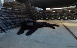 Maltipoo dogs for sale: Maltipoo puppies ready now  - Image 32