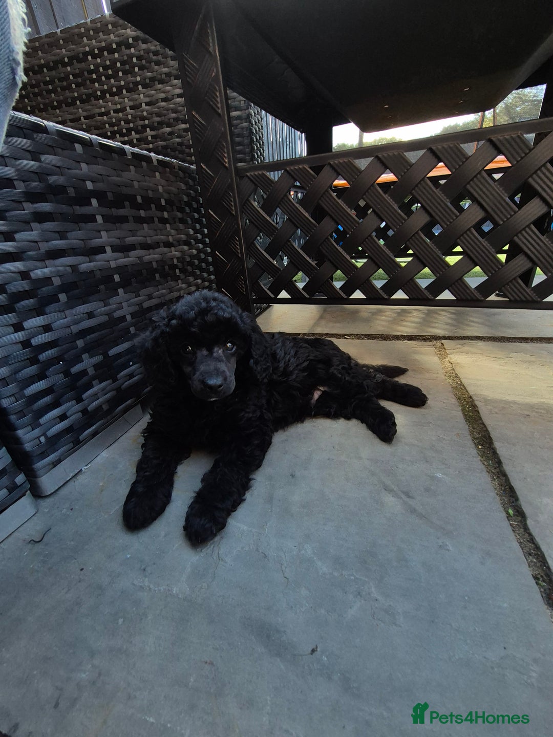 Maltipoo dogs for sale: Maltipoo puppies ready now  - Image 32