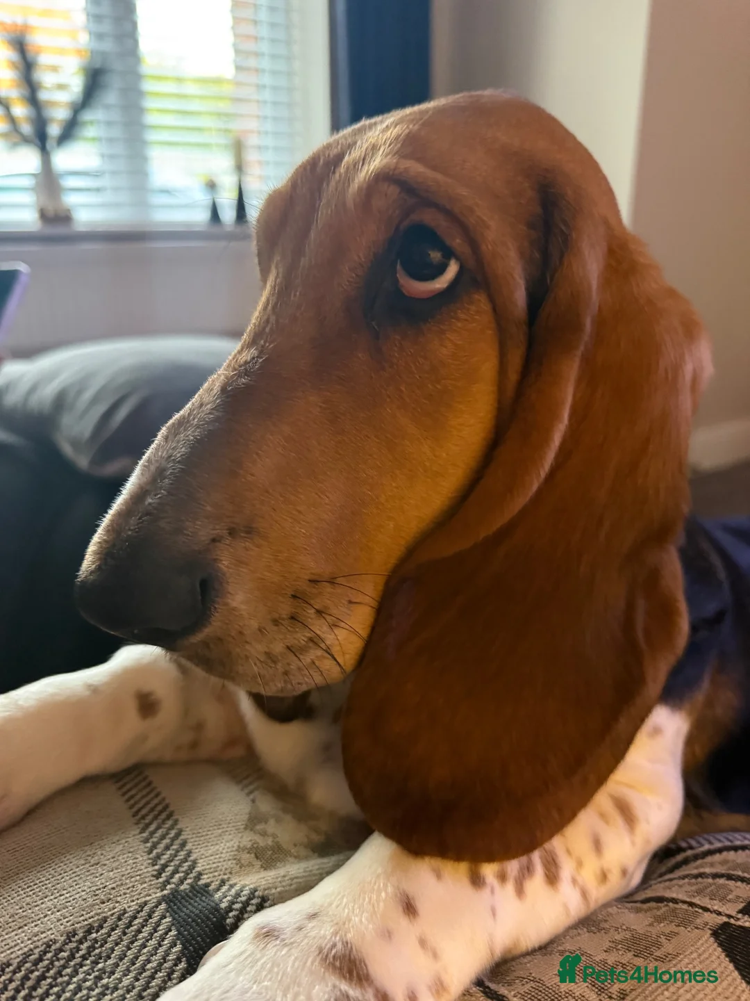 Basset Hound dogs for sale: Norbett the Bassett - Advert 4