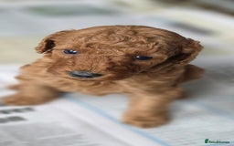 Miniature Poodle dogs for sale: MINIATURE POODLE PUPPIES - Image 12