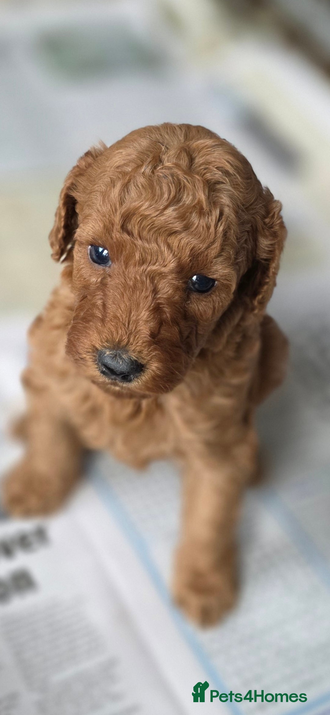 Miniature Poodle dogs for sale: MINIATURE POODLE PUPPIES - Image 12