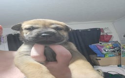 Mixed Breed dogs for sale: Belgian Malinois X Shar-pei puppies  - Image 37