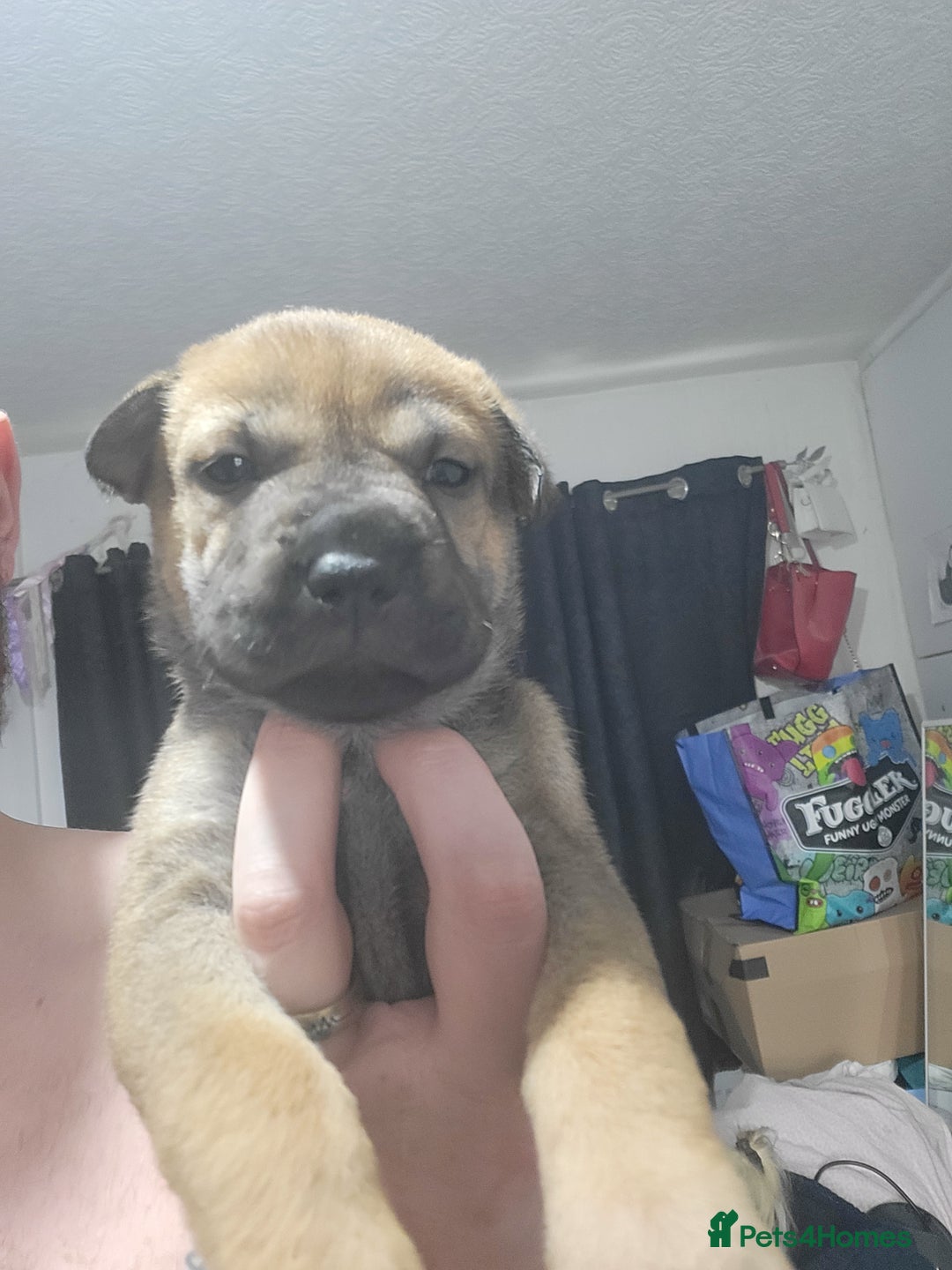 Mixed Breed dogs for sale: Belgian Malinois X Shar-pei puppies  - Image 37