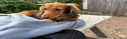 Miniature Dachshund dogs for sale: Beautiful Pedigree Long-Haired Dachshund Puppy - Advert 5