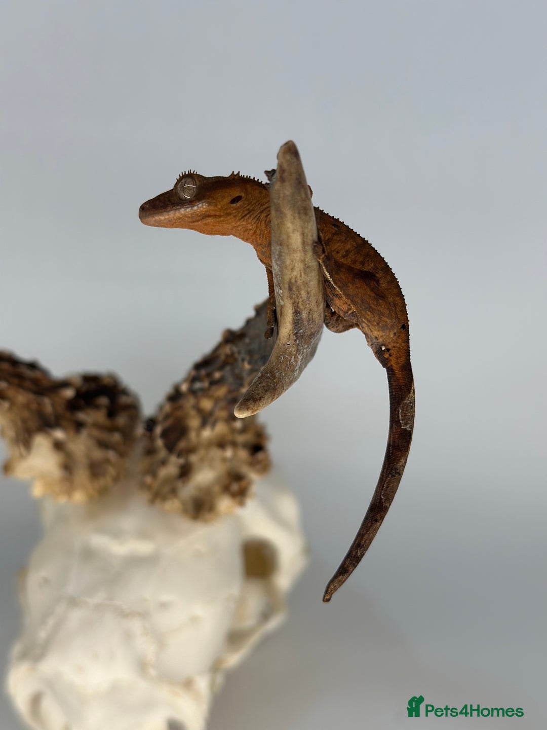 Gecko reptiles for sale: Young crested geckos various morphs Unsexed  - Image 5