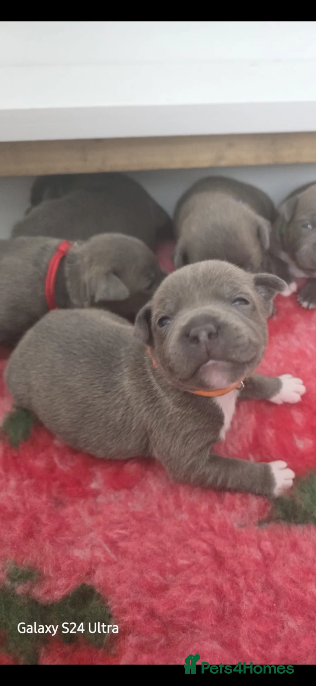 Staffordshire Bull Terrier dogs for sale: Stunning Blue Staffordshire Bull Terrier Puppies  - Advert 20