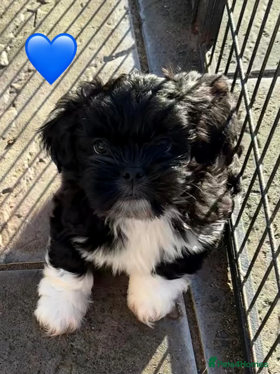 Lhasa Apso dogs for sale: Seven Beautiful RKC reg. Pups GPRA Clear in Wisbech - Advert 10