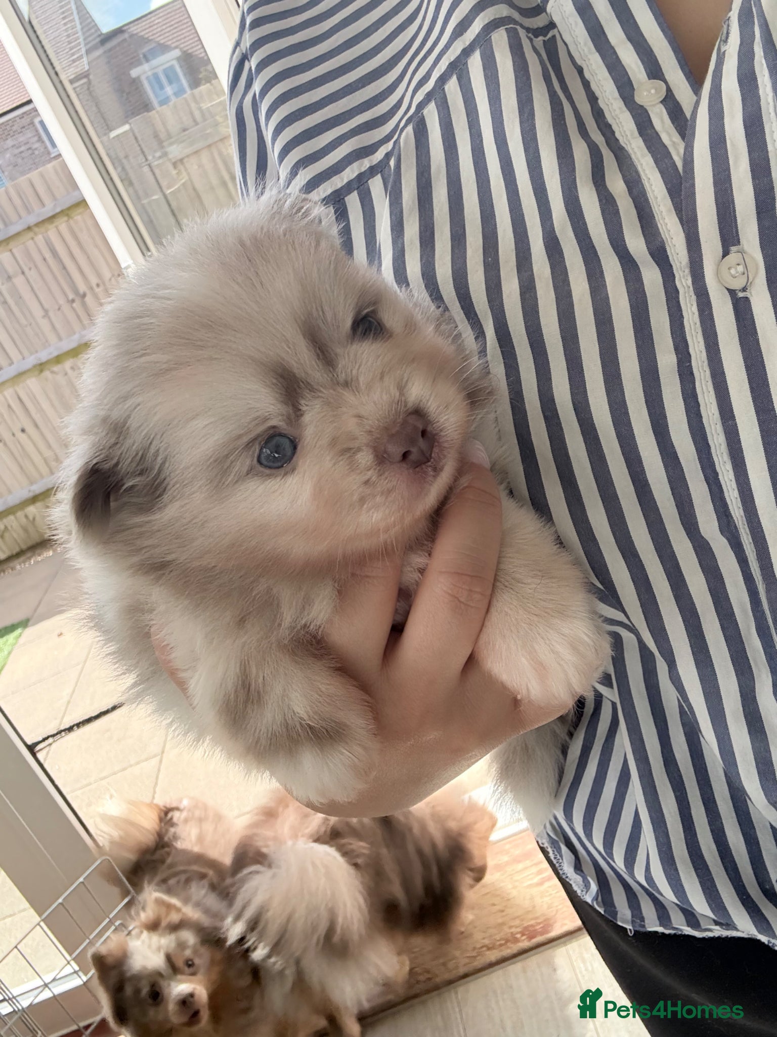 Pomeranian dogs Beautiful white and lilac female Pomeranian  - Advert 1