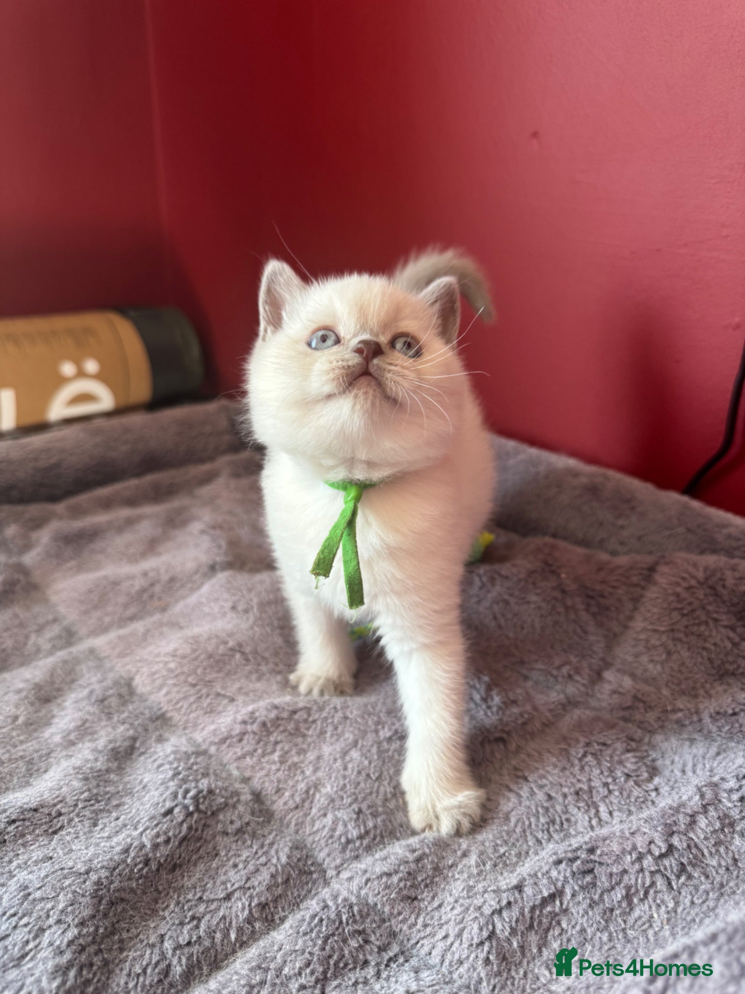 British Shorthair cats for sale: Gorgeous GCCF colourpoints  - Advert 8