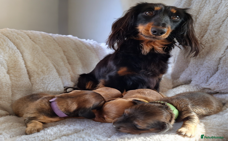 Miniature Dachshund dogs - Advert 1