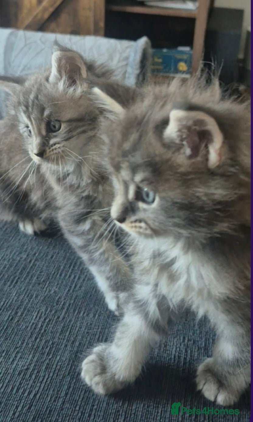 Maine Coon cats Beautiful pure Bred Maine Coon Kittens  - Advert 13