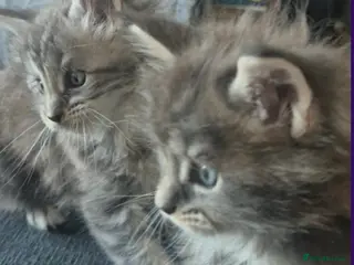 Maine Coon cats Beautiful pure Bred Maine Coon Kittens - Advert 13