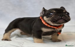 French Bulldog dogs for sale: TOP QUALITY KC REG FRENCHIES AVAILABLE  - Image 19