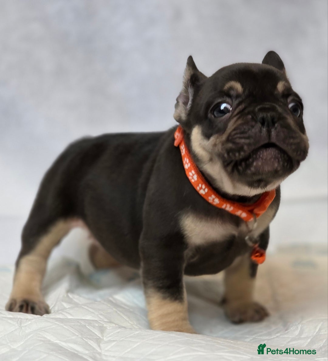 French Bulldog dogs for sale: TOP QUALITY KC REG FRENCHIES AVAILABLE  - Image 19
