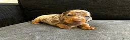 Miniature Dachshund dogs for sale: Beautiful miniature dachshund puppies 💙🩷 - Advert 6