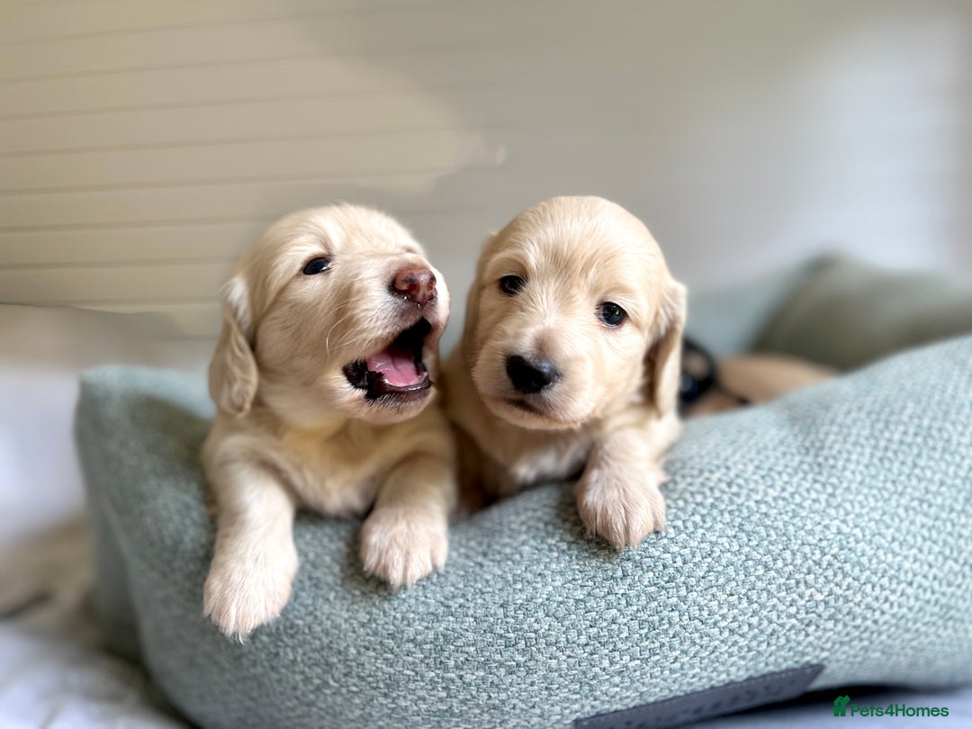 Miniature Dachshund dogs for sale: CREAM MINIATURE DACHSHUNDS💛 - Image 20