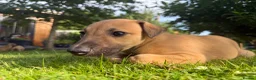 Greyhound dogs for sale: Hungarian Greyhound Pups - Advert 8