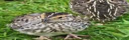 Quail poultry for sale: Brown Cortunix Quail  - Advert 6