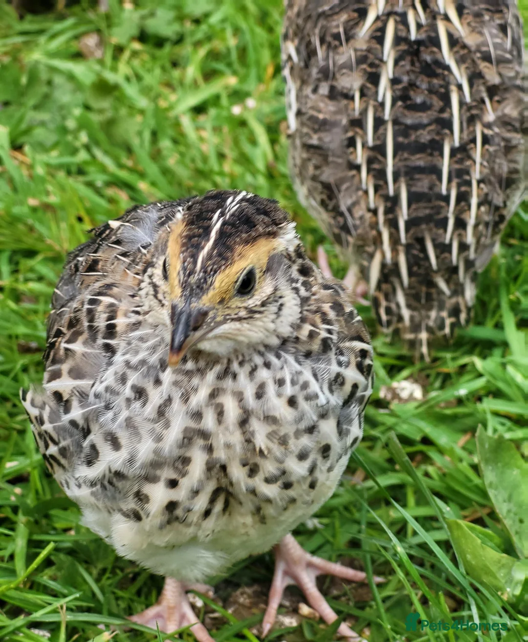 Quail poultry for sale: Brown Cortunix Quail  - Advert 6