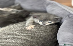 Domestic Shorthair cats for sale: Beautiful girl kittens available - Image 6