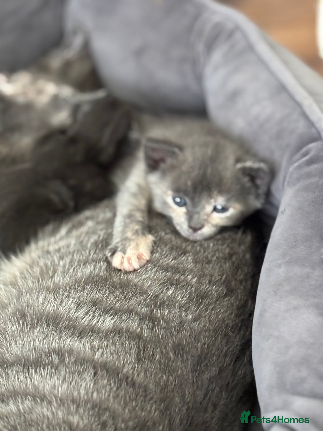 Domestic Shorthair cats for sale: Beautiful girl kittens available - Image 6