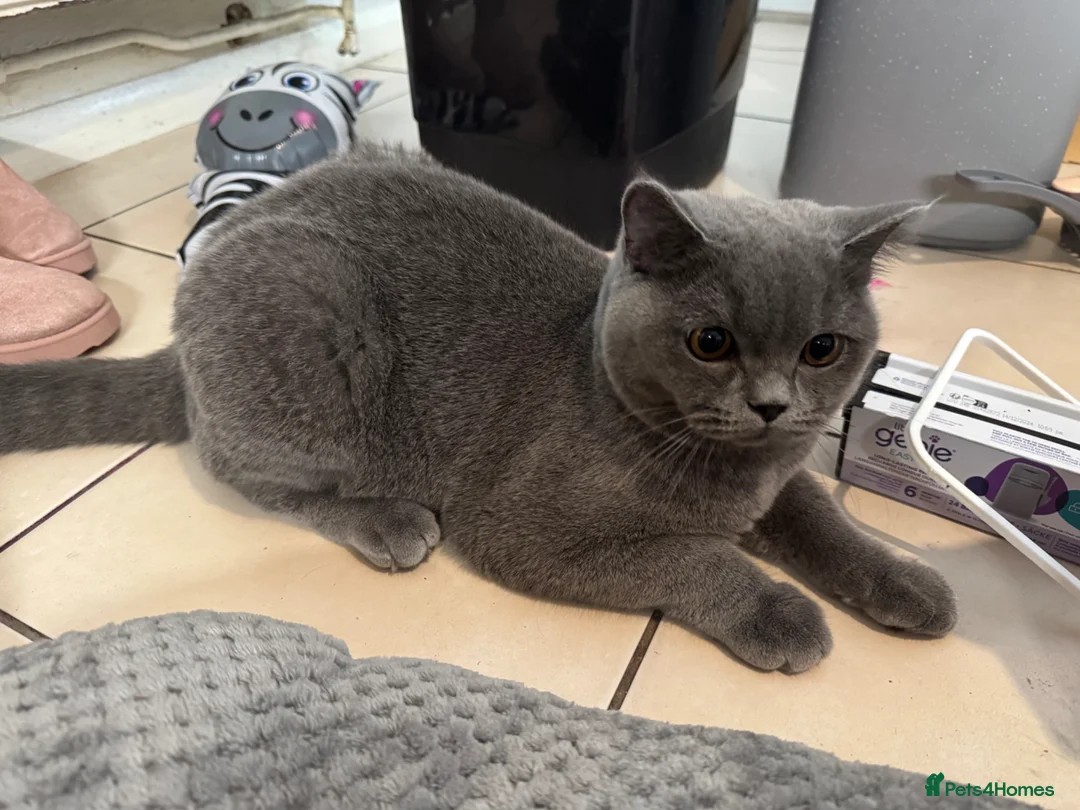 British Shorthair cats for sale: British shorthair Blue Kitten in Loughborough - Advert 4