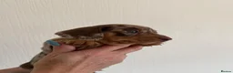 Miniature Dachshund dogs for sale: Miniature Dachshund Puppies  in Sheerness - Advert 8