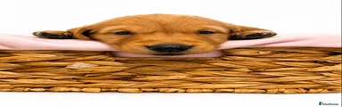 Golden Retriever Puppy 5