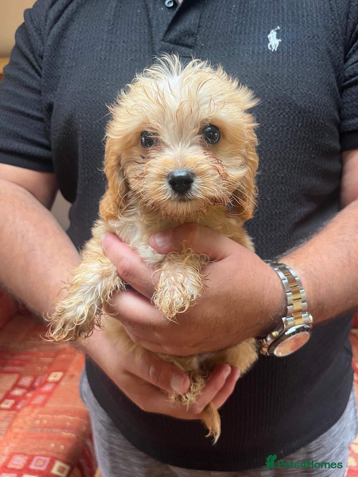 Cavalier King Charles Spaniel dogs for sale: Last 3 Adorable Cavalier x Miniature Poodle Pups - Advert 6
