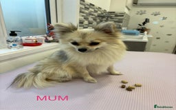 Pomeranian dogs for sale: Pomeranian - Image 3