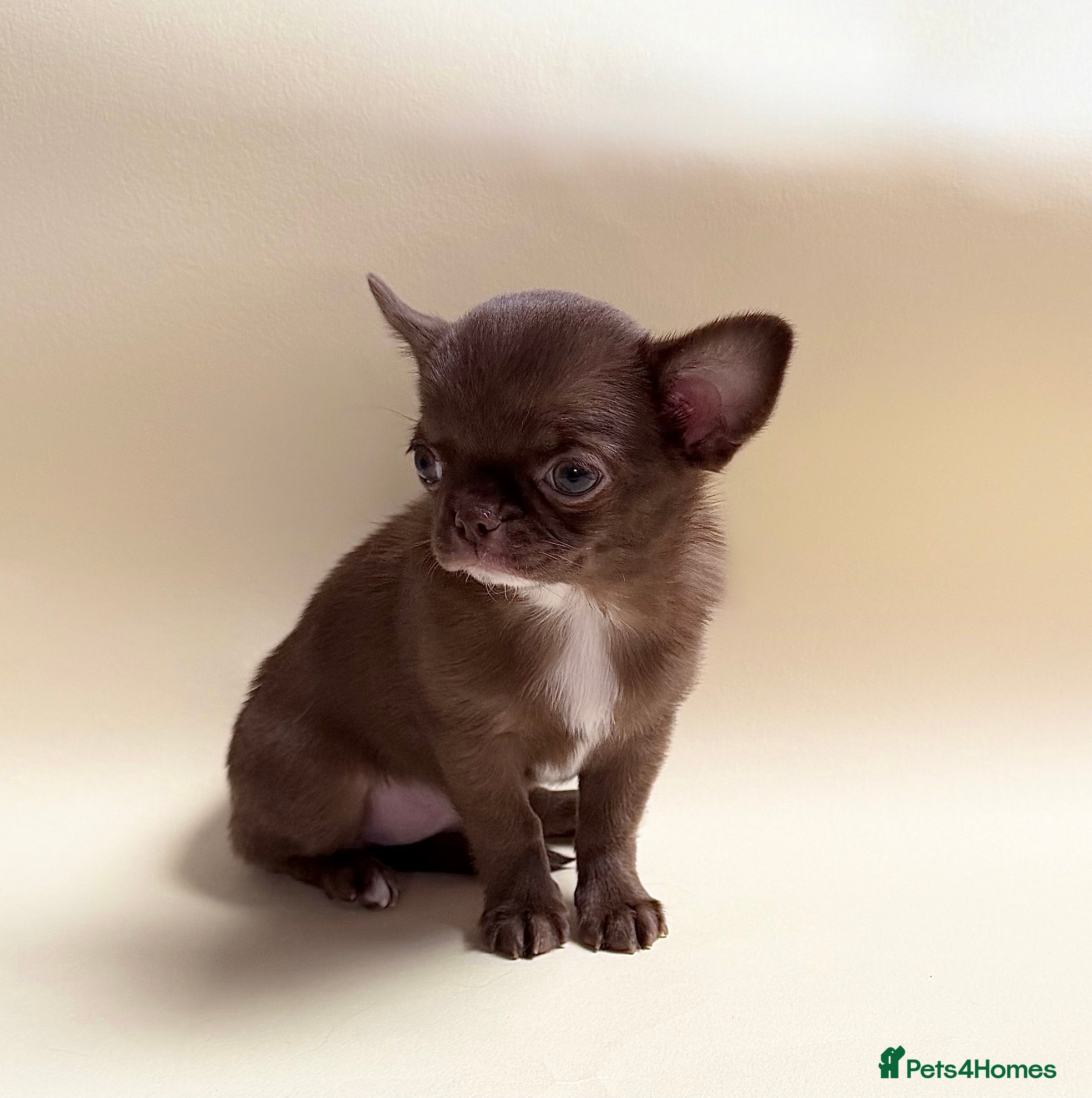 Chihuahua dogs Chihuahua girl  - Advert 2