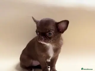 Chihuahua dogs Chihuahua girl - Advert 2