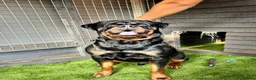 Rottweiler dogs for stud: PUREBREAD ROTTWEILER MALE FOR STUD !! - Advert 7