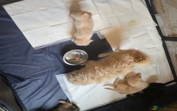 Mixed Breed dogs for sale: Mixed breed puppies. - Image 9